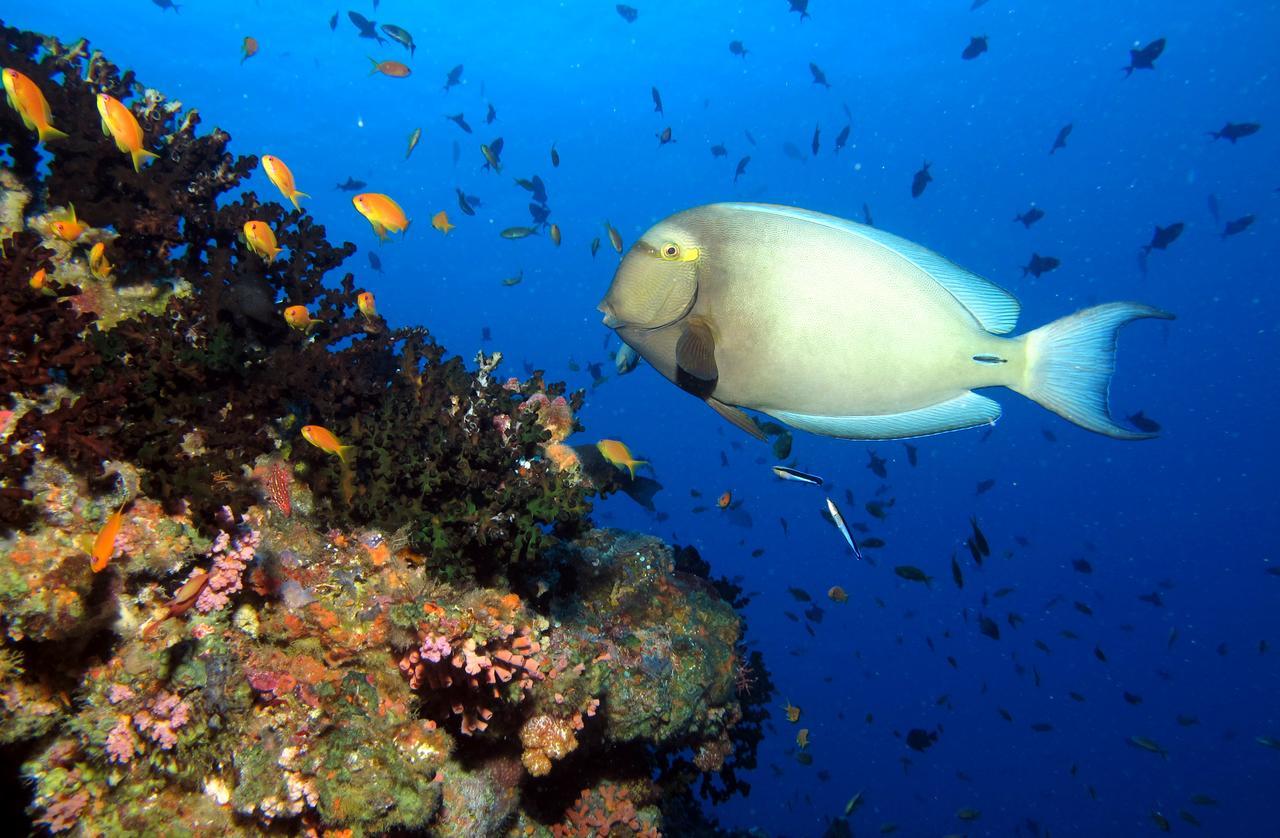Kandima Maldives Kudahuvadhoo Bagian luar foto Acanthurus chirurgus