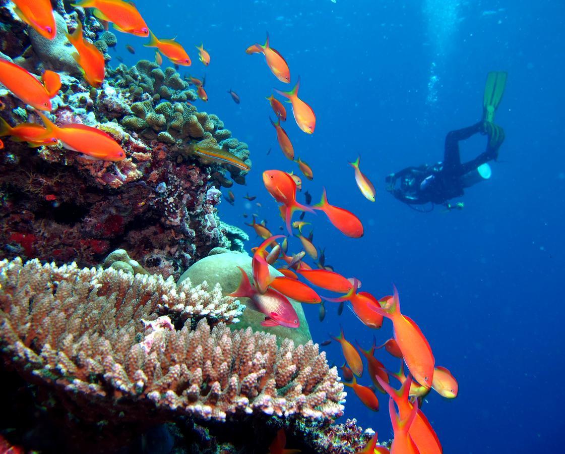 Kandima Maldives Kudahuvadhoo Bagian luar foto A diver with a camera